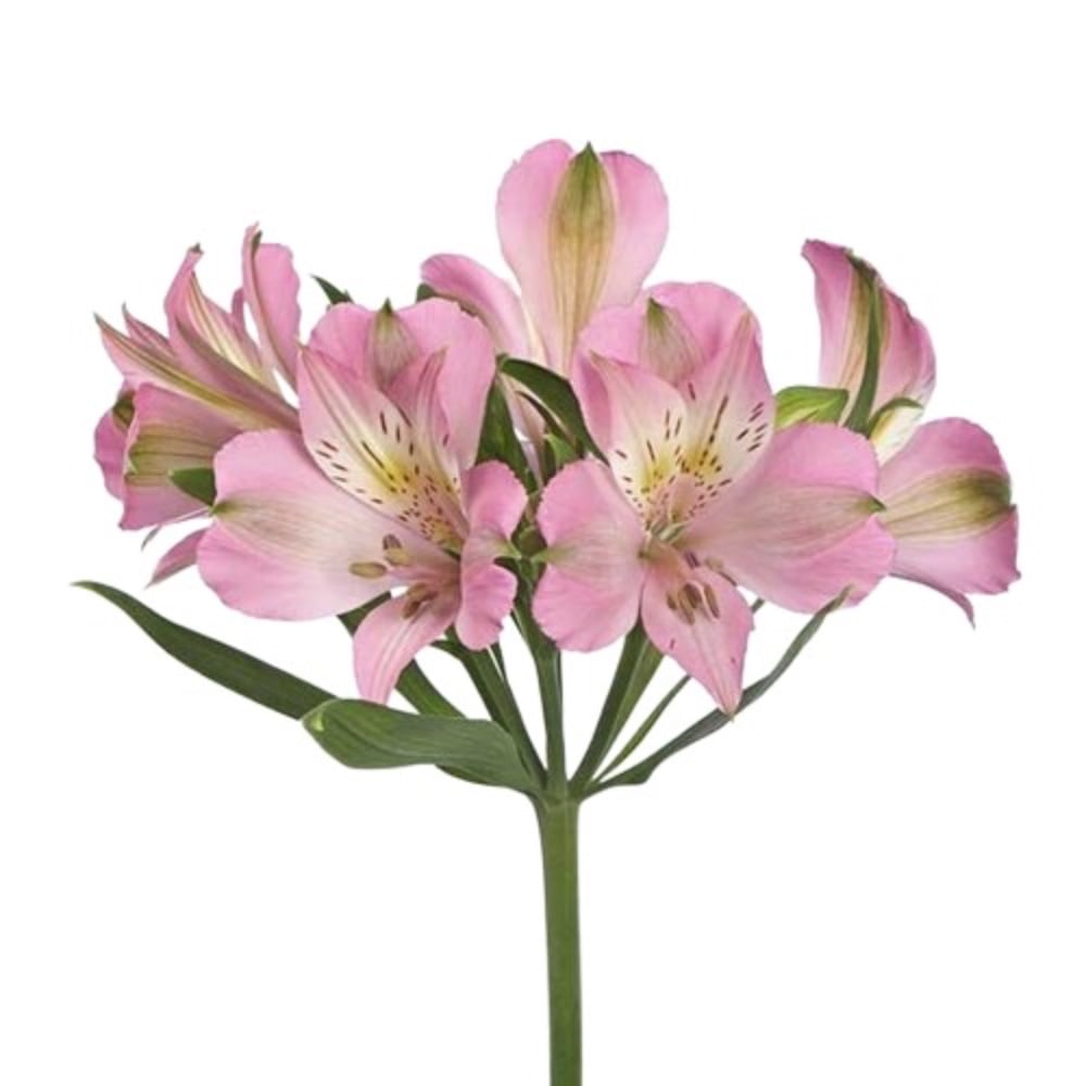 Альстромерія 1 гілочка