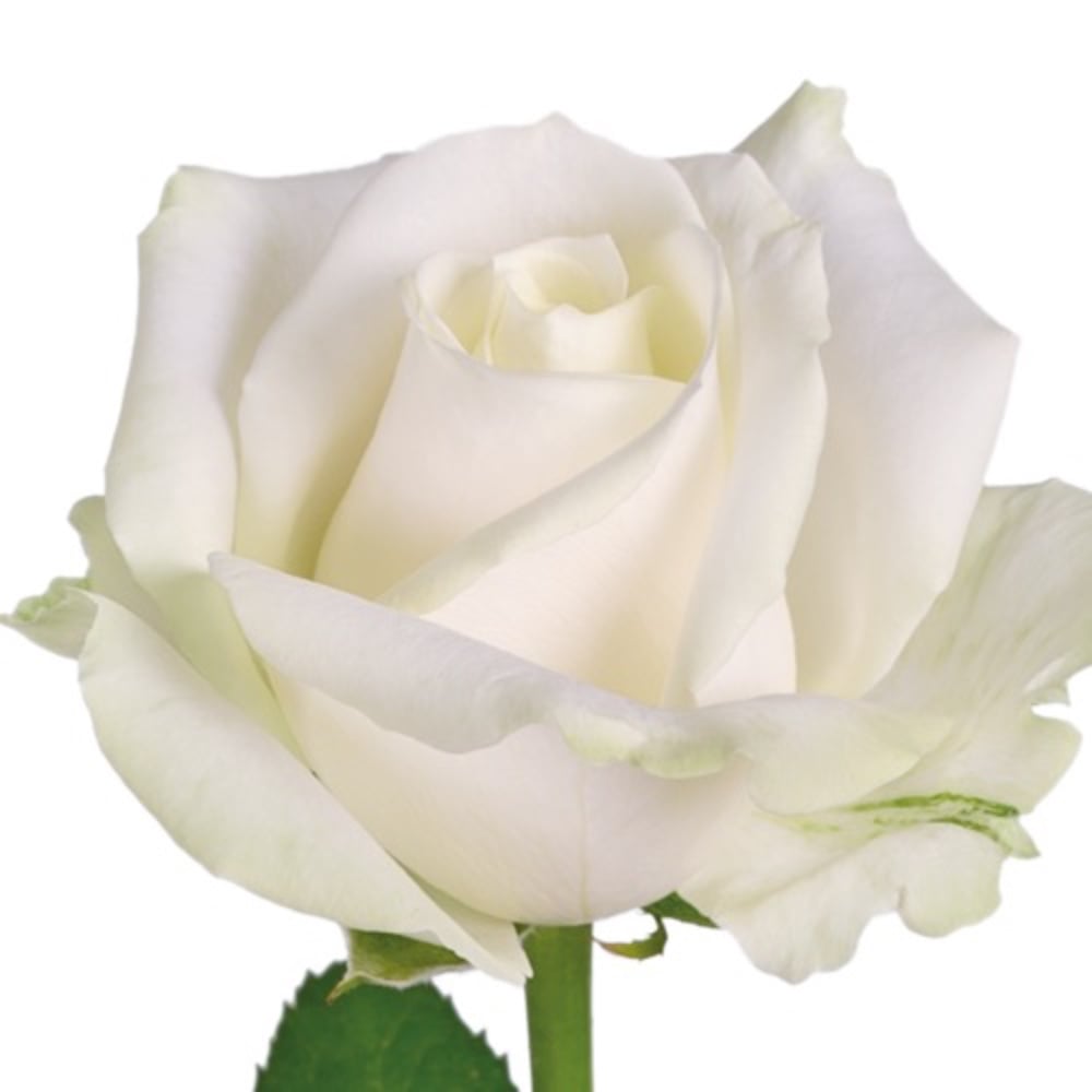 Аваланч 1 шт