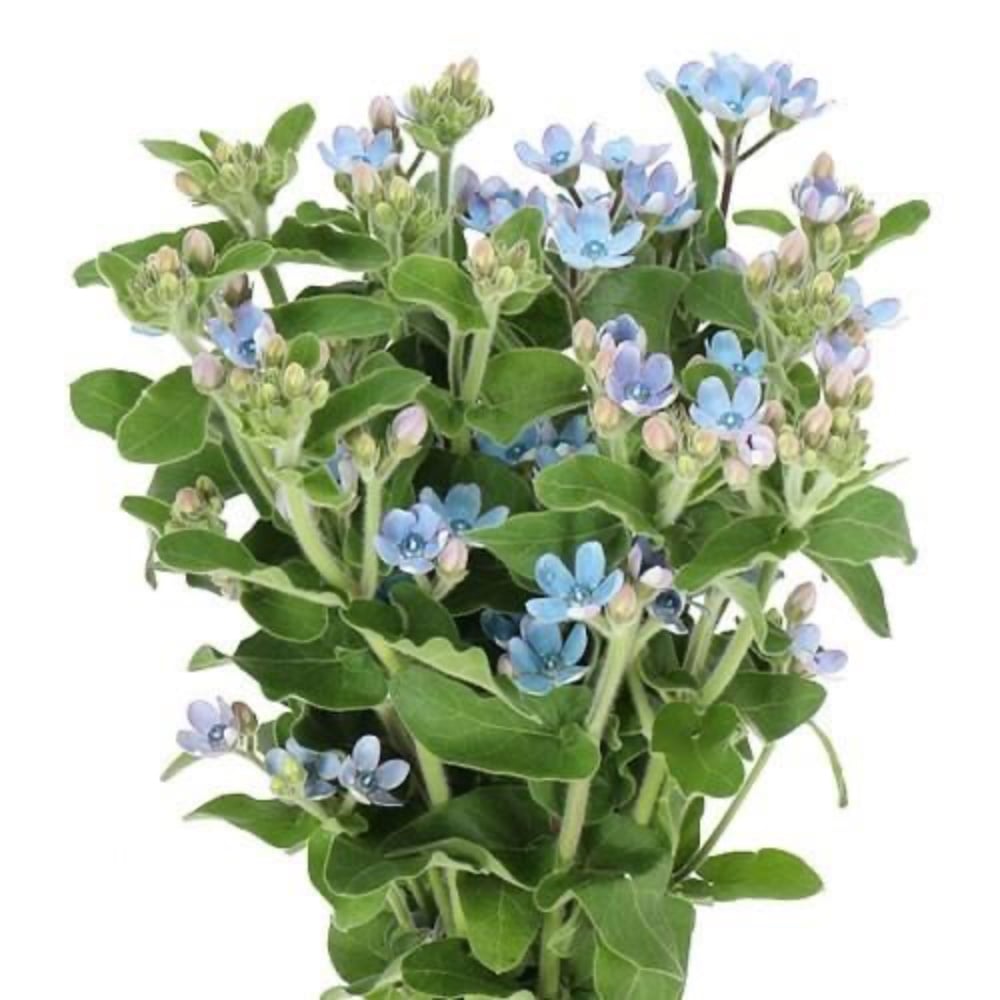 Оксипеталум