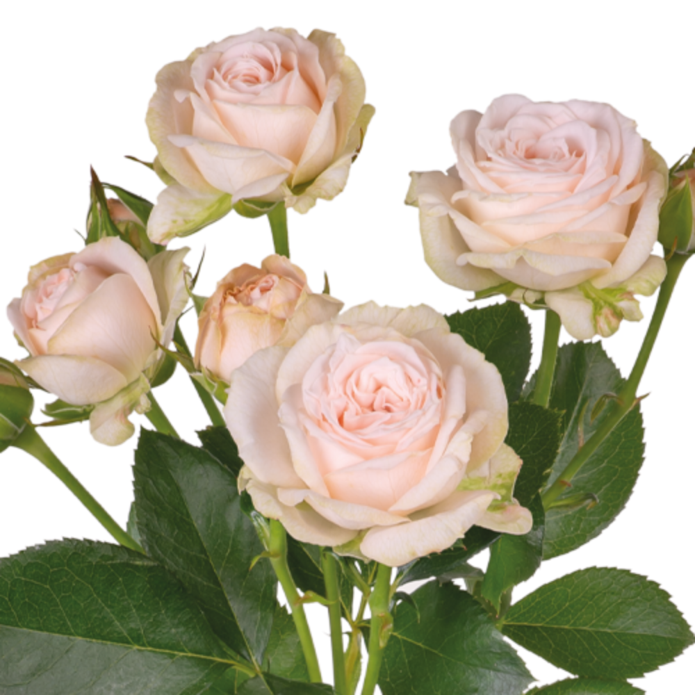 Принцеса бомбастик