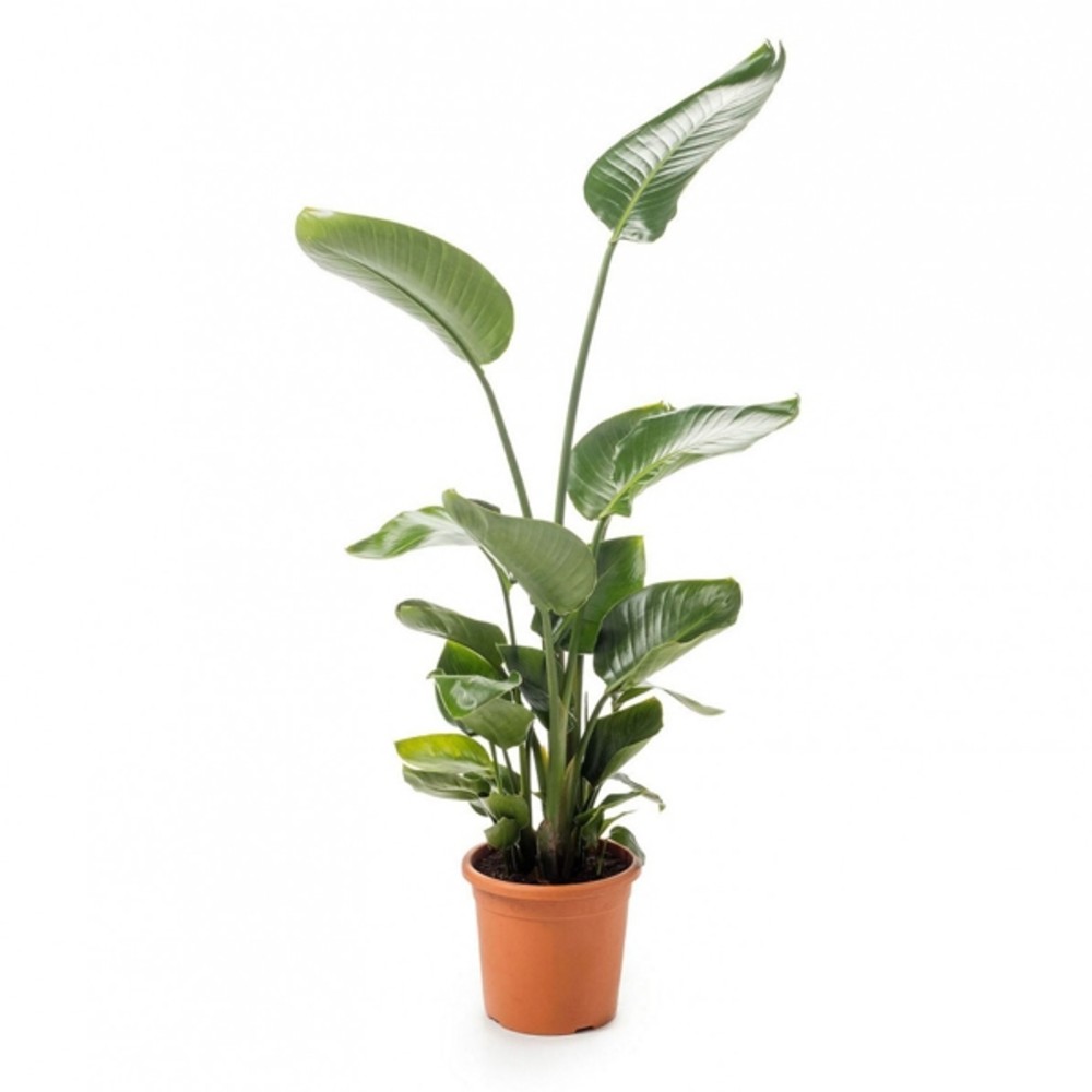 Стреліція Миколая