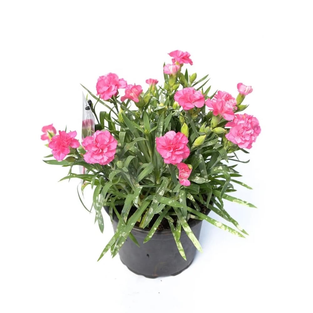 Гвоздика в горщику