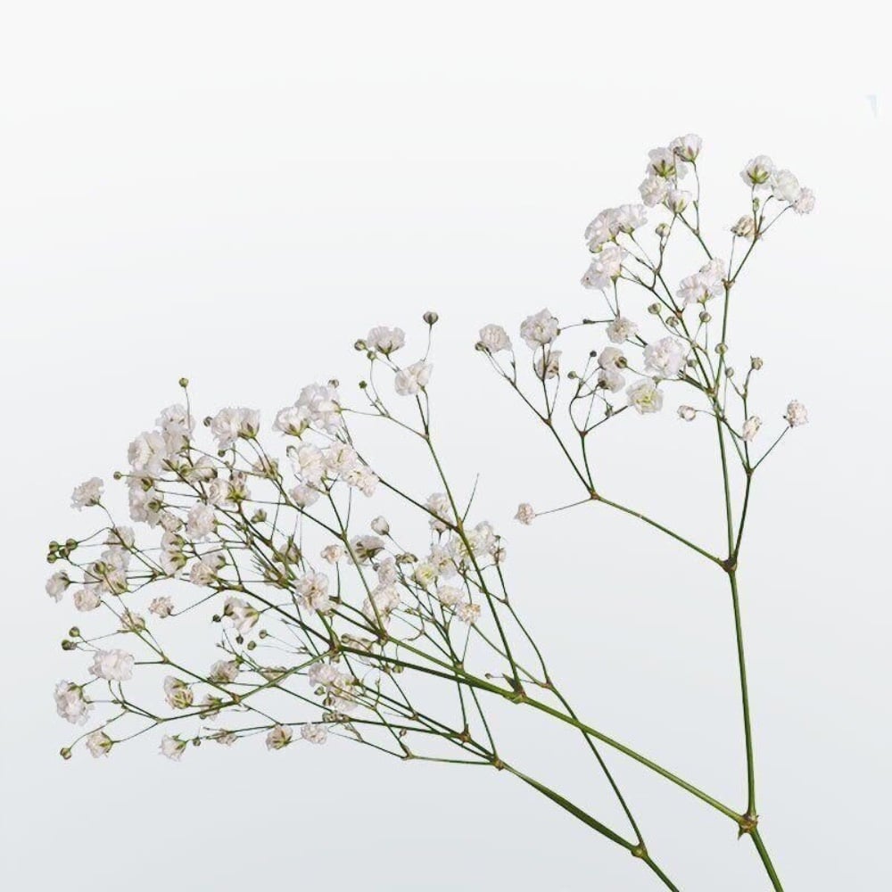 Гіпсофіла (біла)