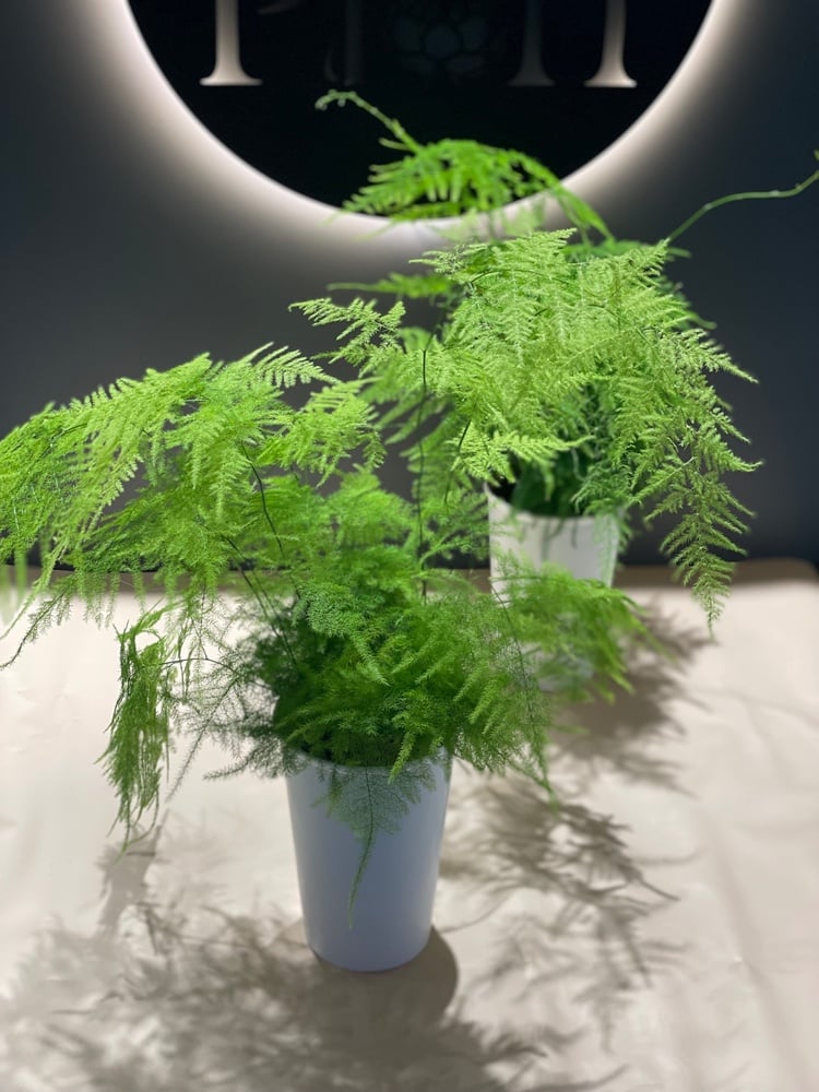 Аспарагус сетацеус