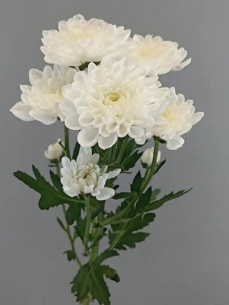 Хризантема