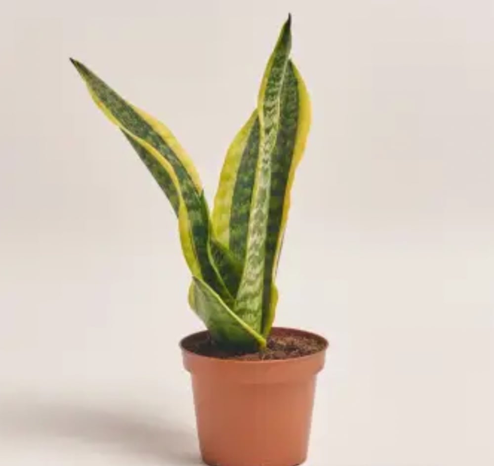 Сансевієрія