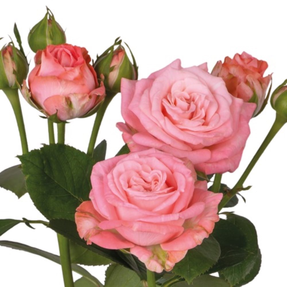 Мадам Бомбастик 1 гілочка