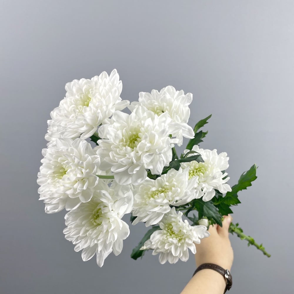 Хризантема (Алтай біла)