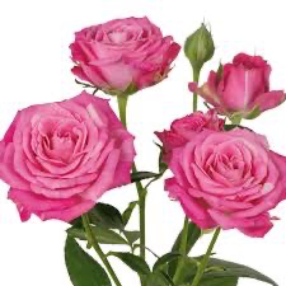 Леді бомбастик 1 гілочка