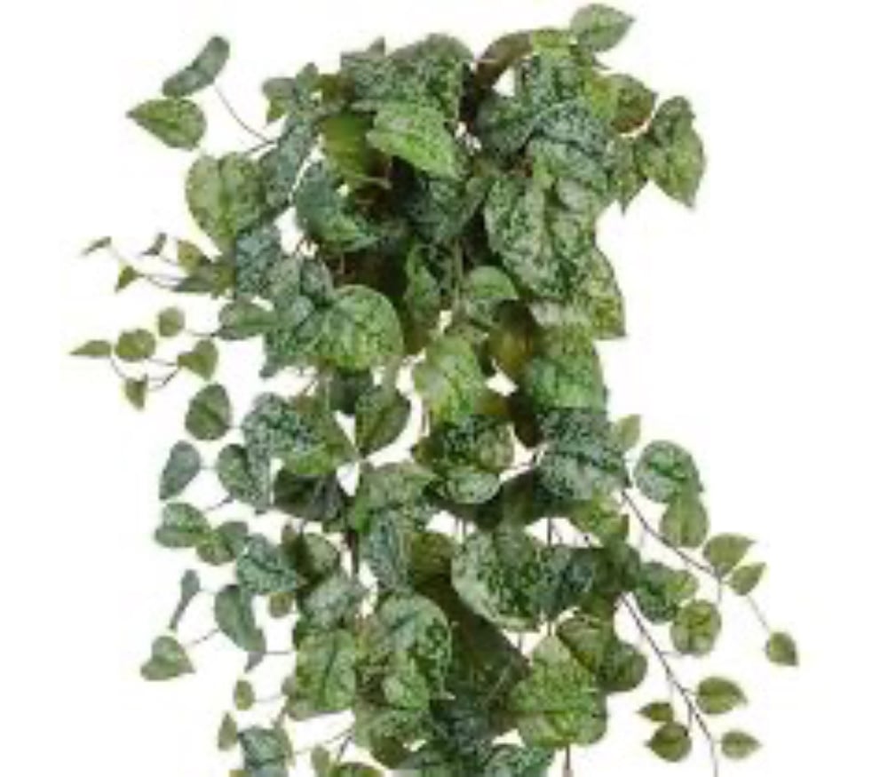 Сциндапсус Піктус