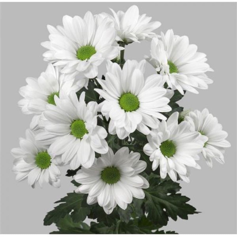 Хризантема (ромашка біла)