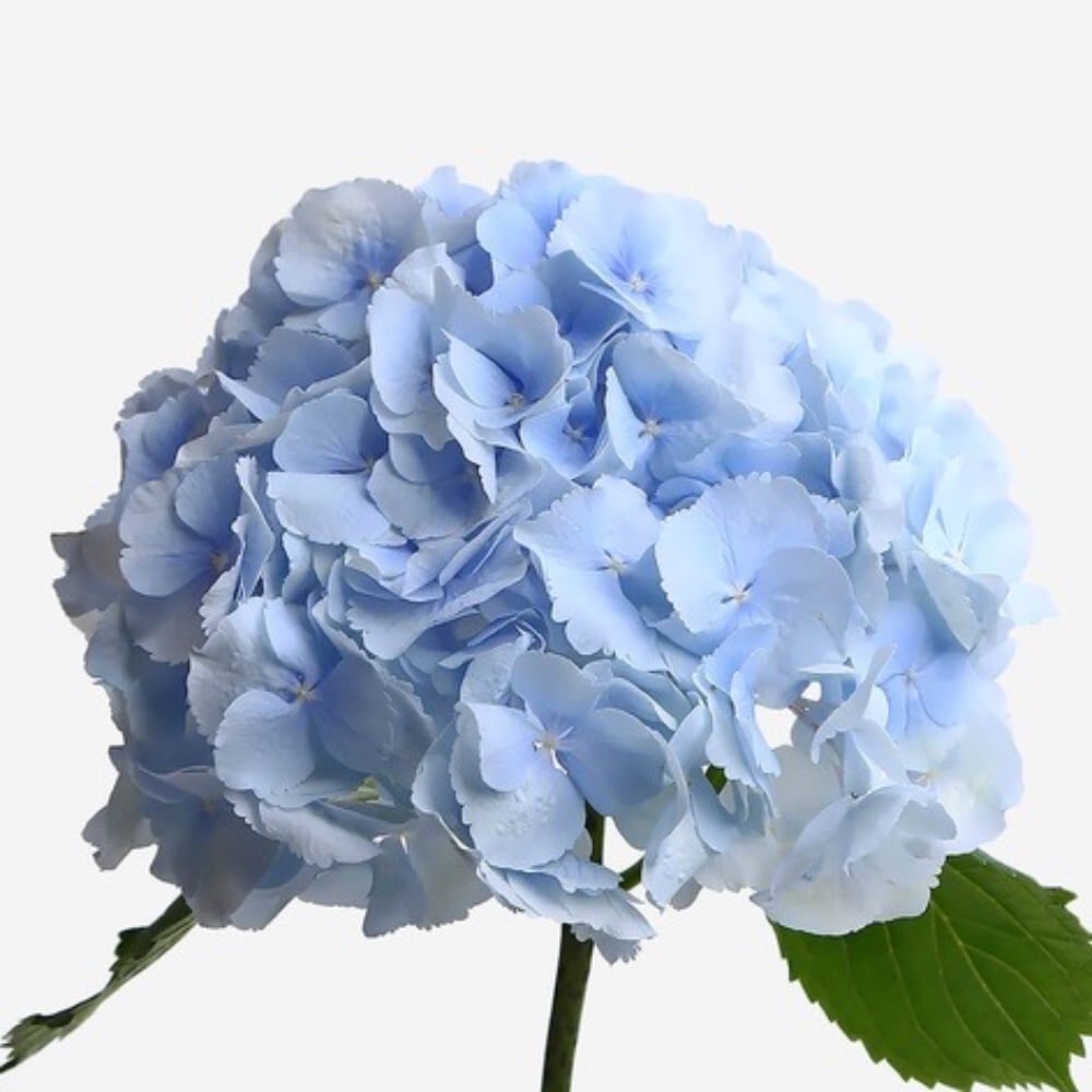 Гортензія (блакитна)