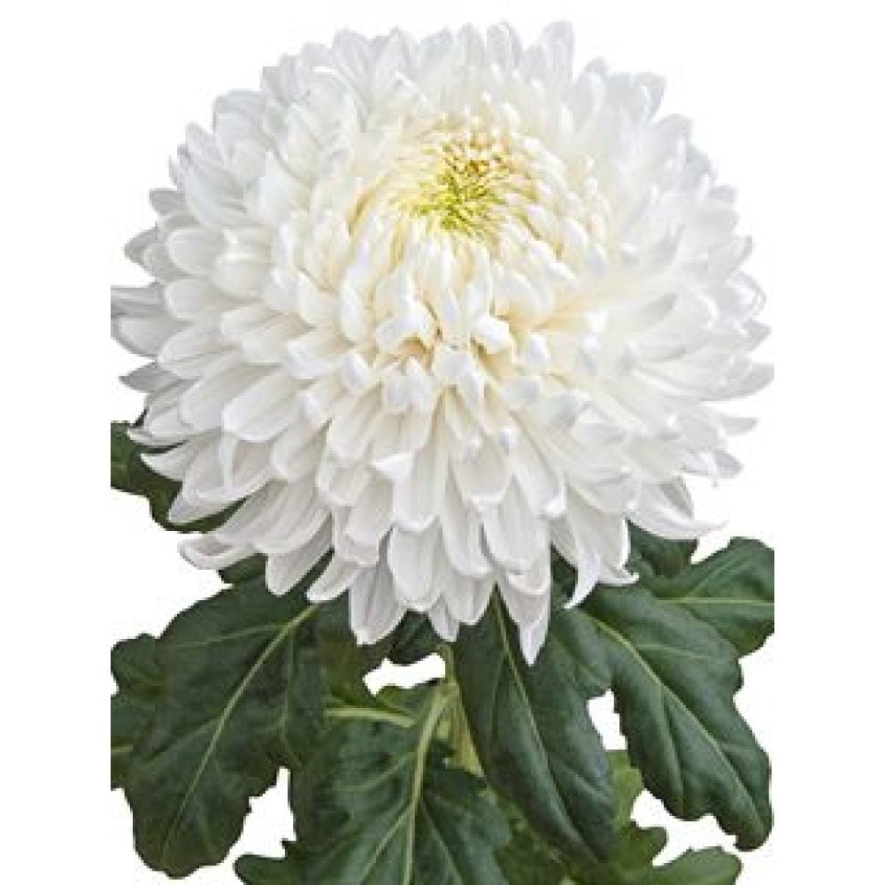 Хризантема (одноголова біла)