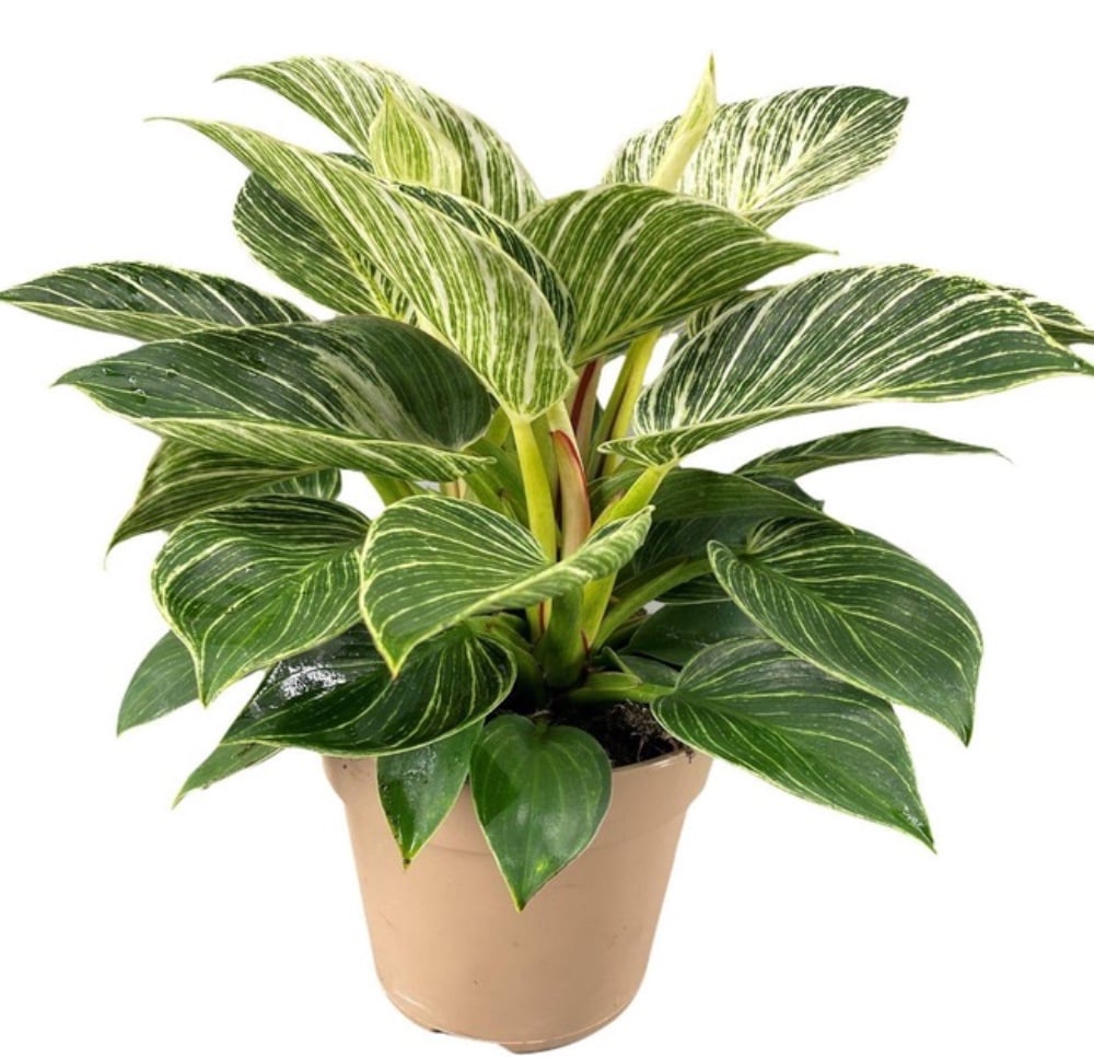 Філодендрон