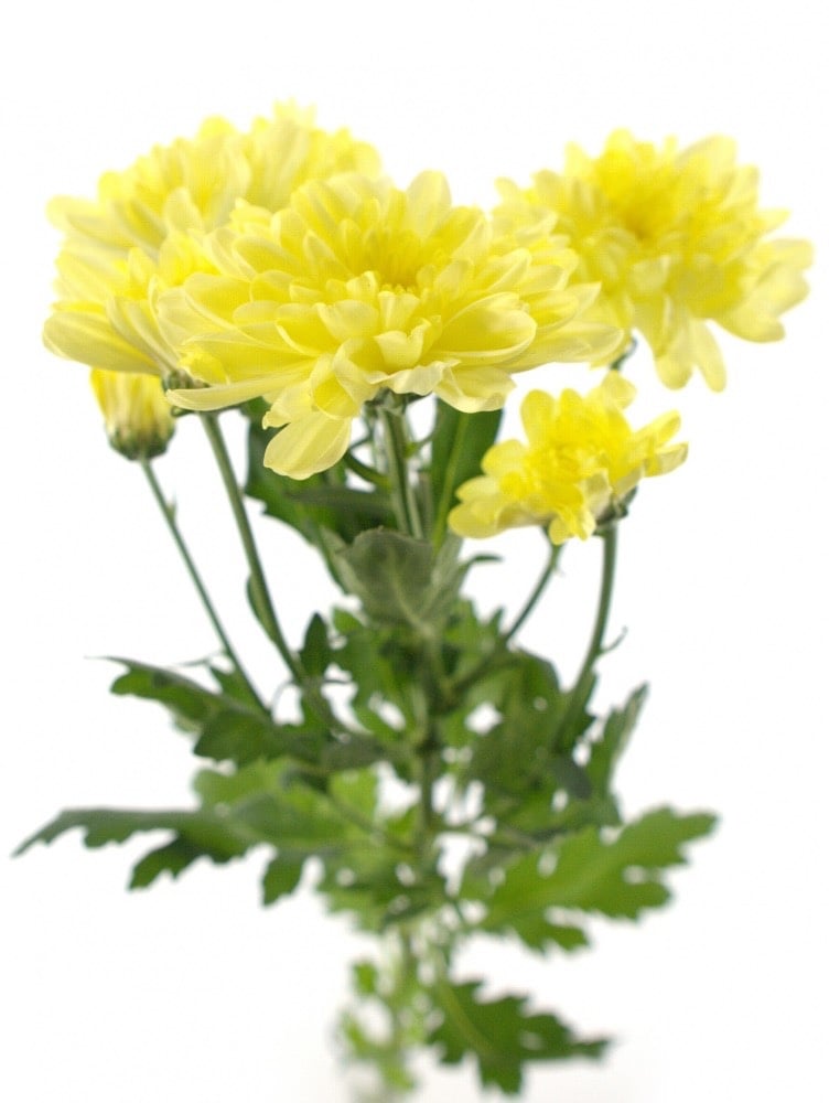 Хризантема (Алтай жовта)