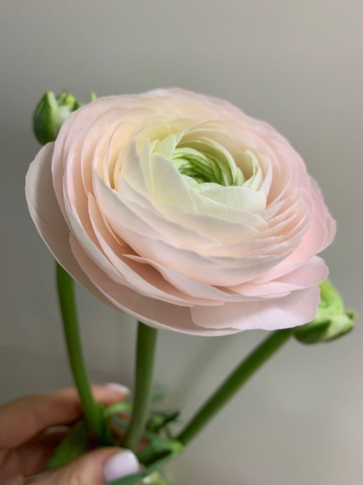 Ранункулюс