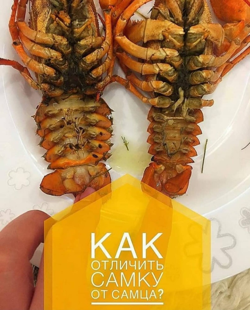 Послуга Відбір Самочок 0,5