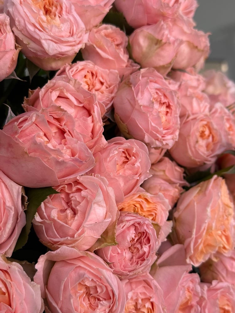 Троянда спрей Джоржия піч