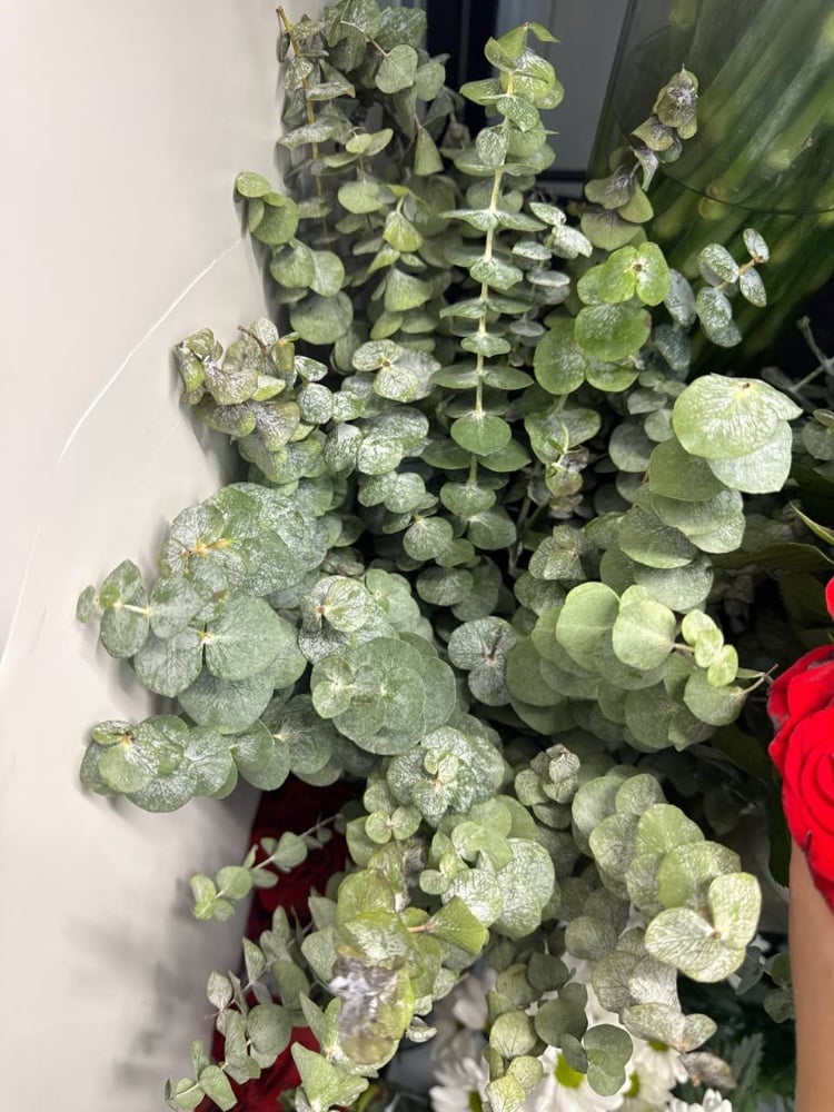 Евкаліпт бейбі