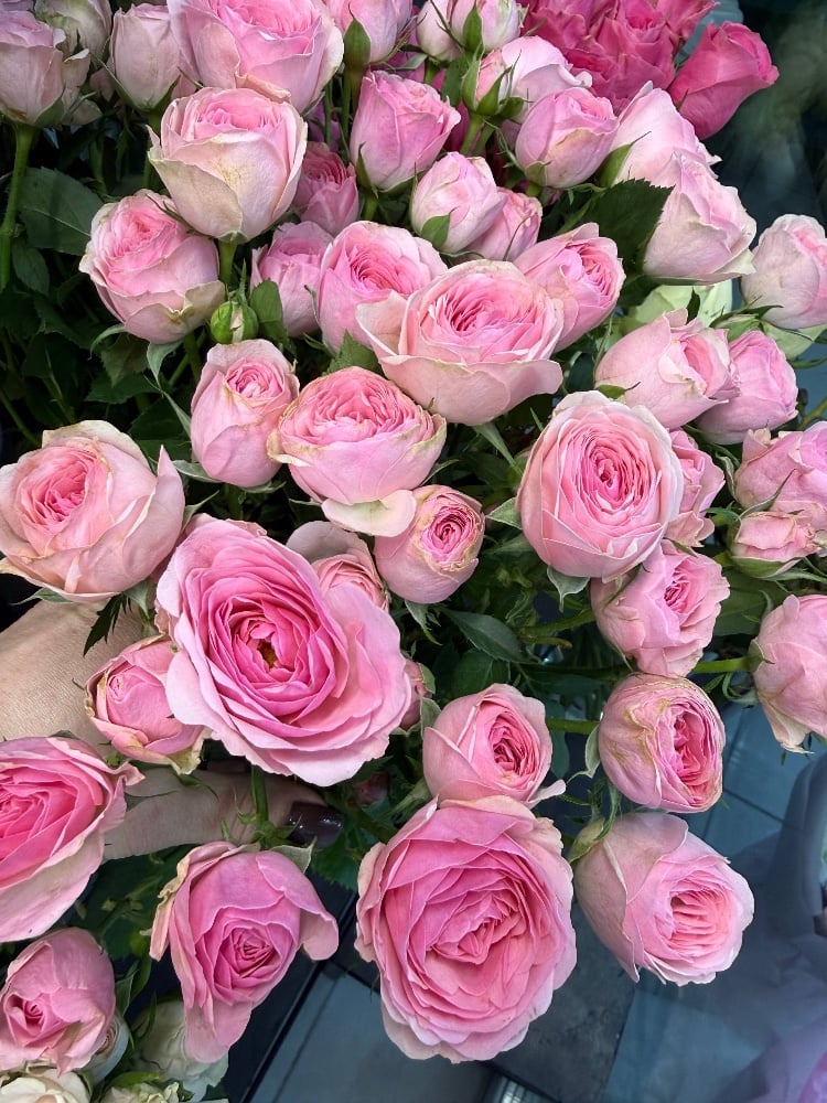 Троянда Спрей Івет