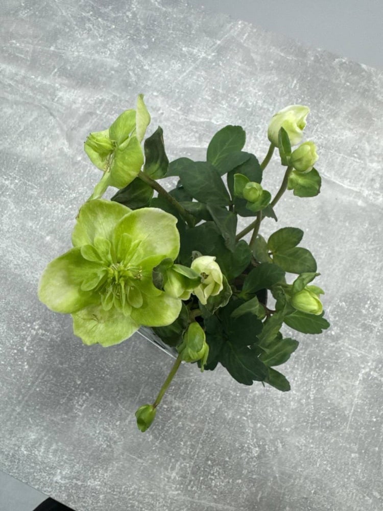 Морозник білий