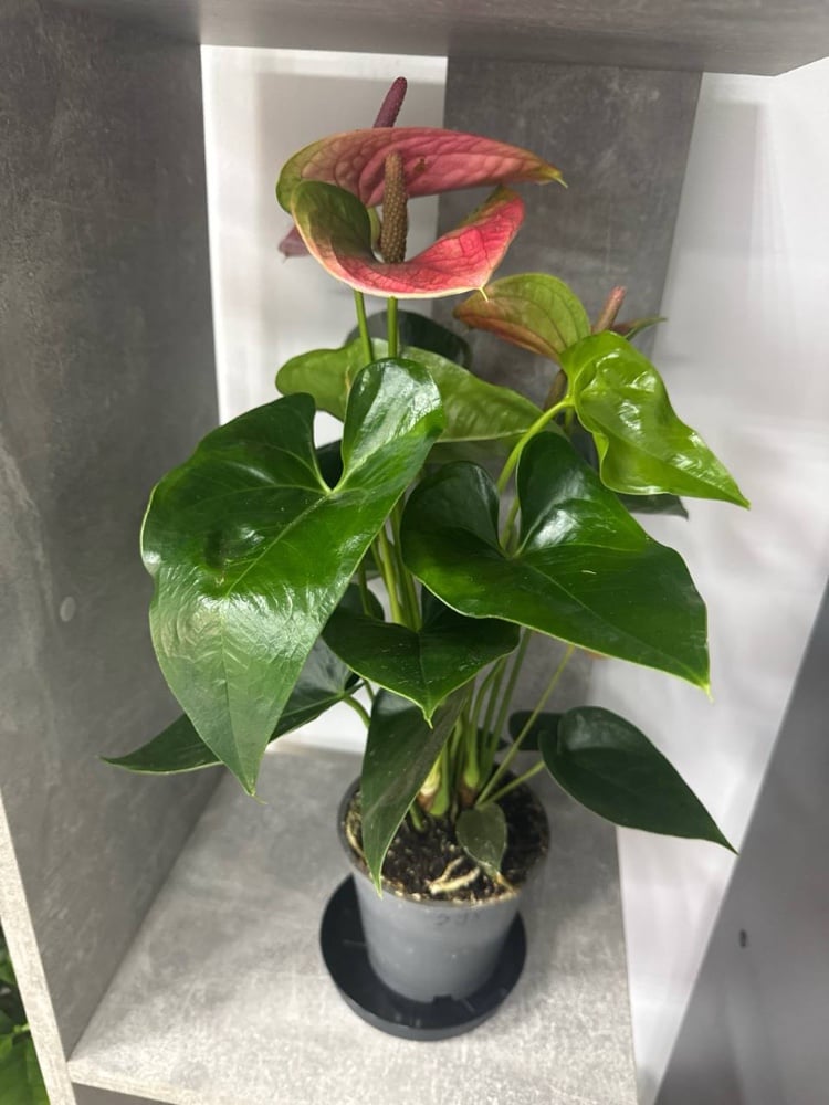 Антуріум рожевий