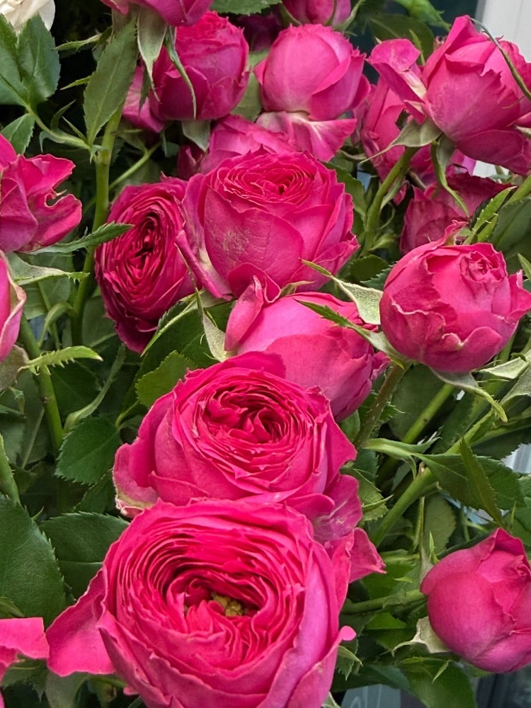 троянда кущова Ов Чері Трендсетер