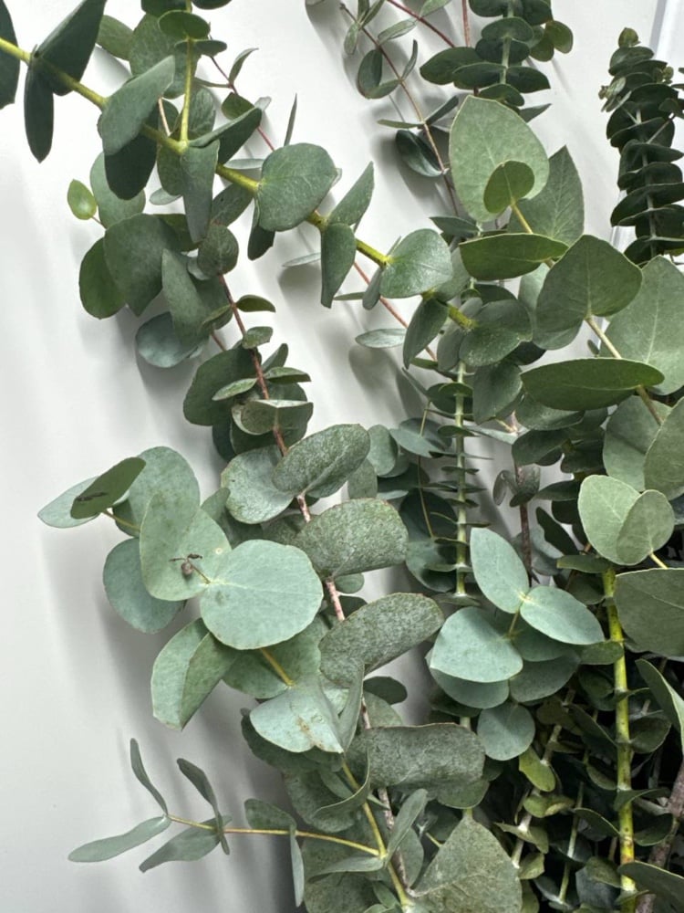 Евкаліпт Цінерея