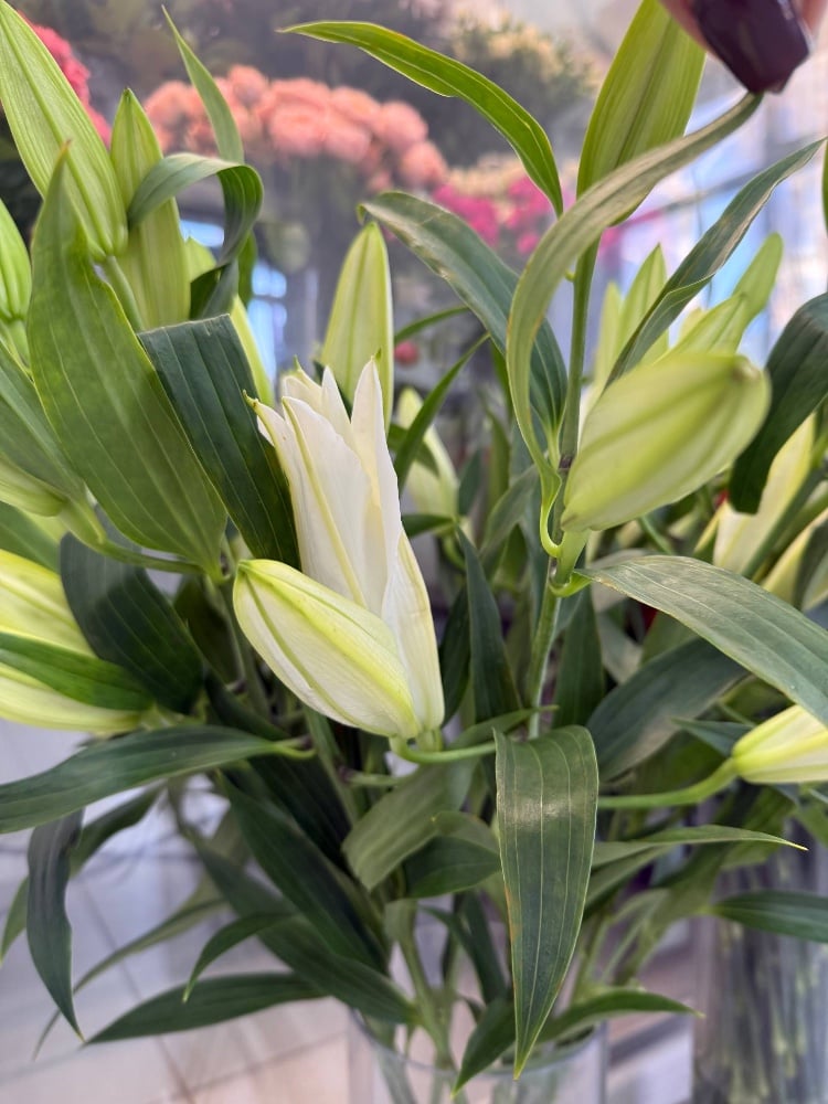 Лілія Сантандер