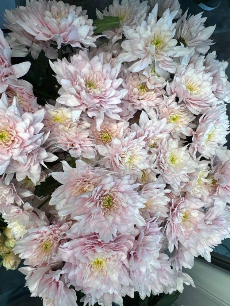 Хризантема Пастель Роуз