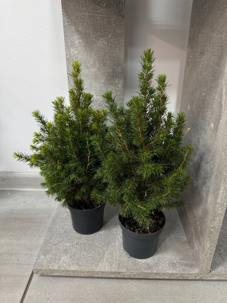 Ялинка Conica 9*35