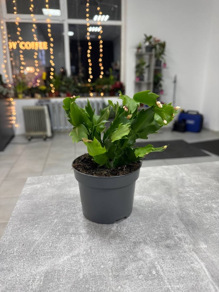 Шлюмбергера мікс