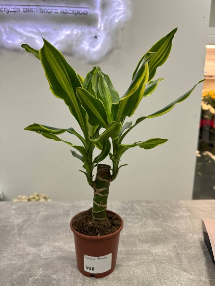 Драцена франграс