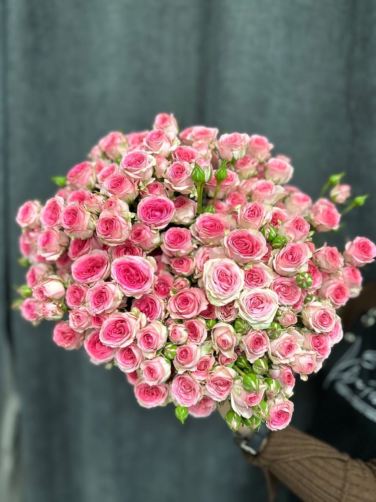 Троянда кущова Tralala