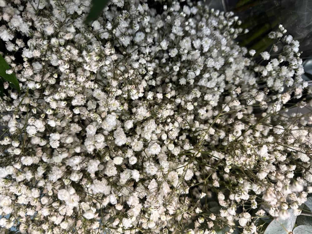 Гіпсофіла Екселенс Біла