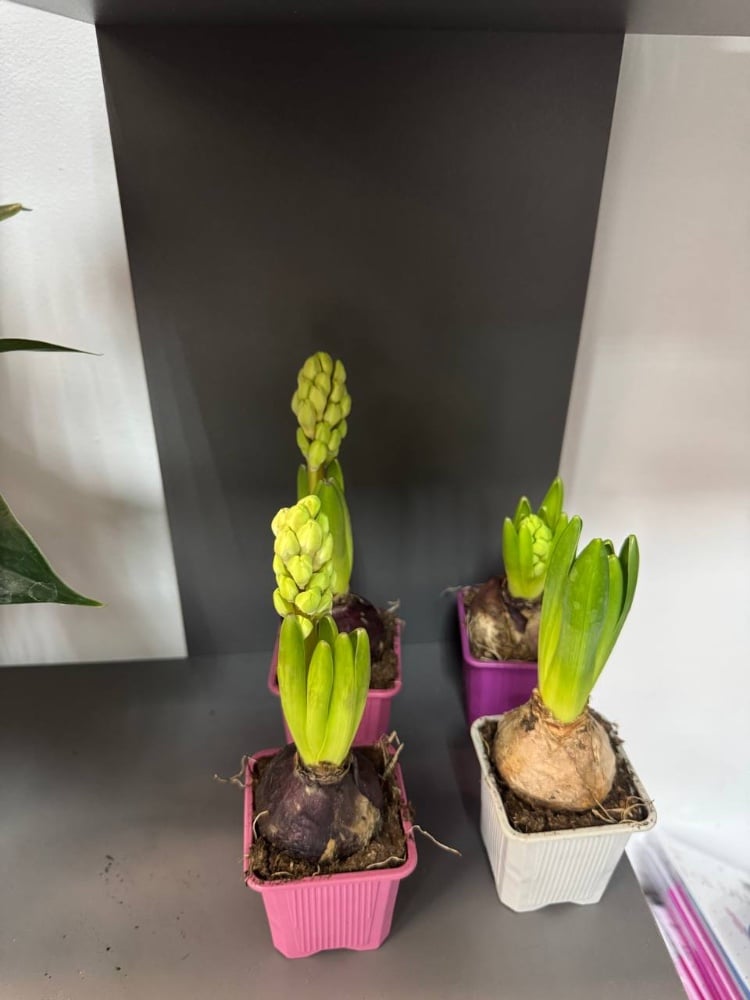 Гіацинт мікс