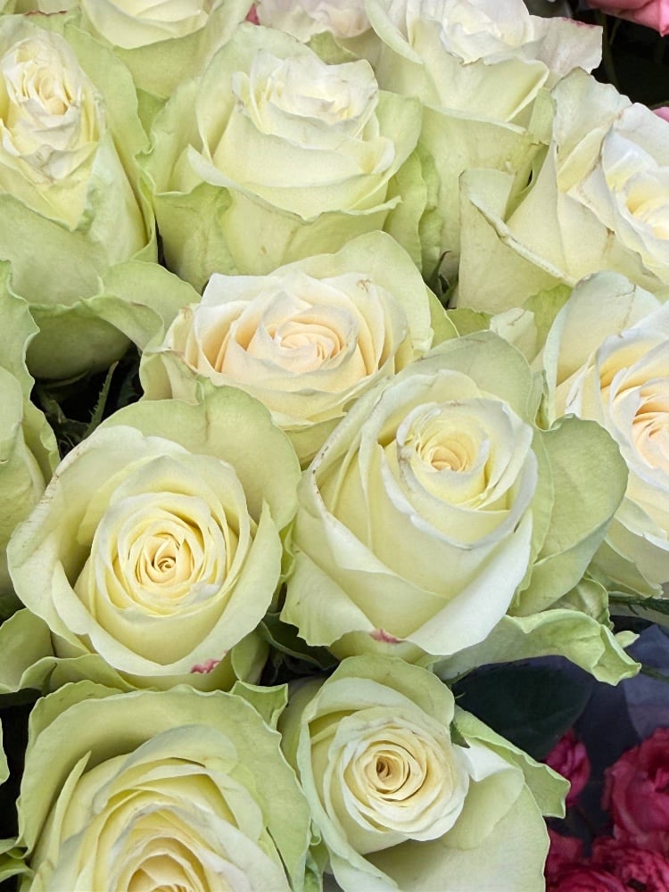 Троянда Одноголовчата Атена