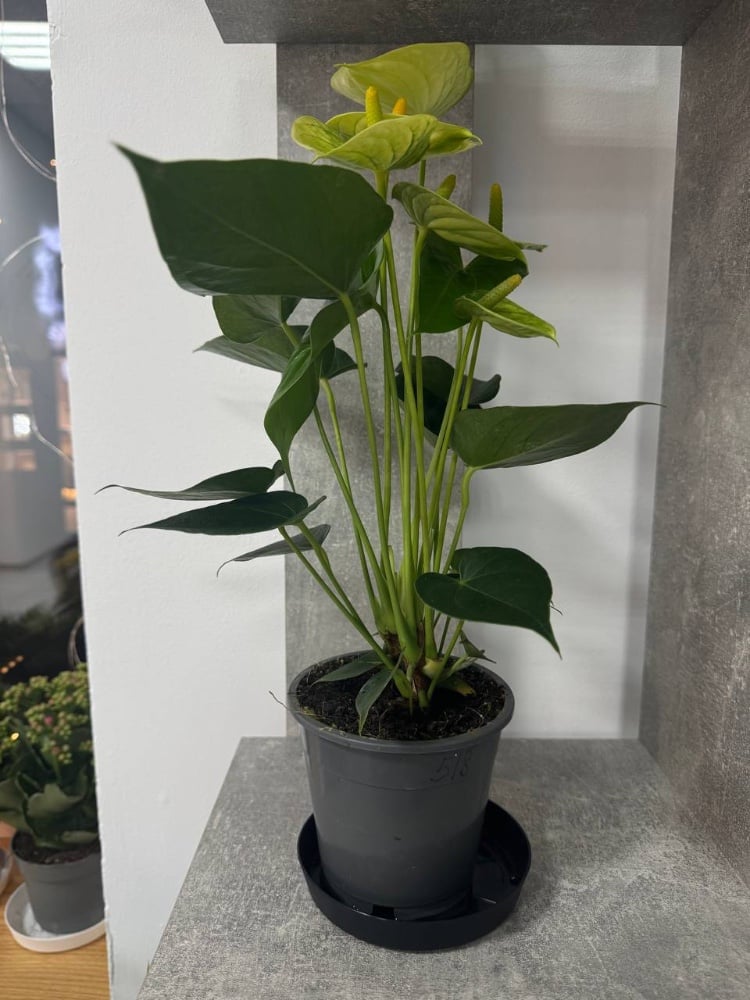 Антуріум Vanilla