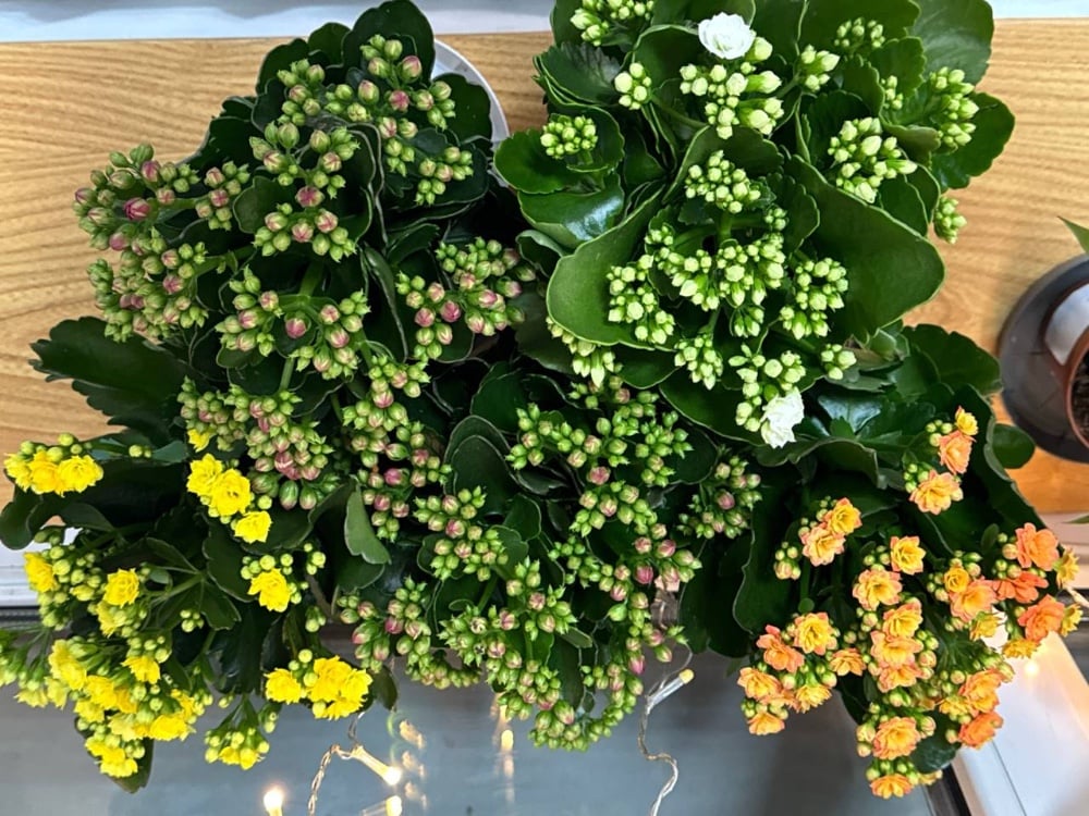 Каланхоє каландіва