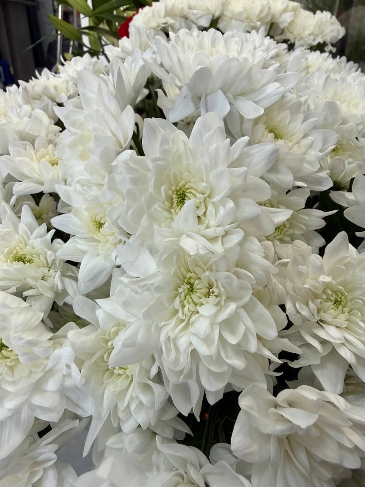 Хризантема Піна Колада