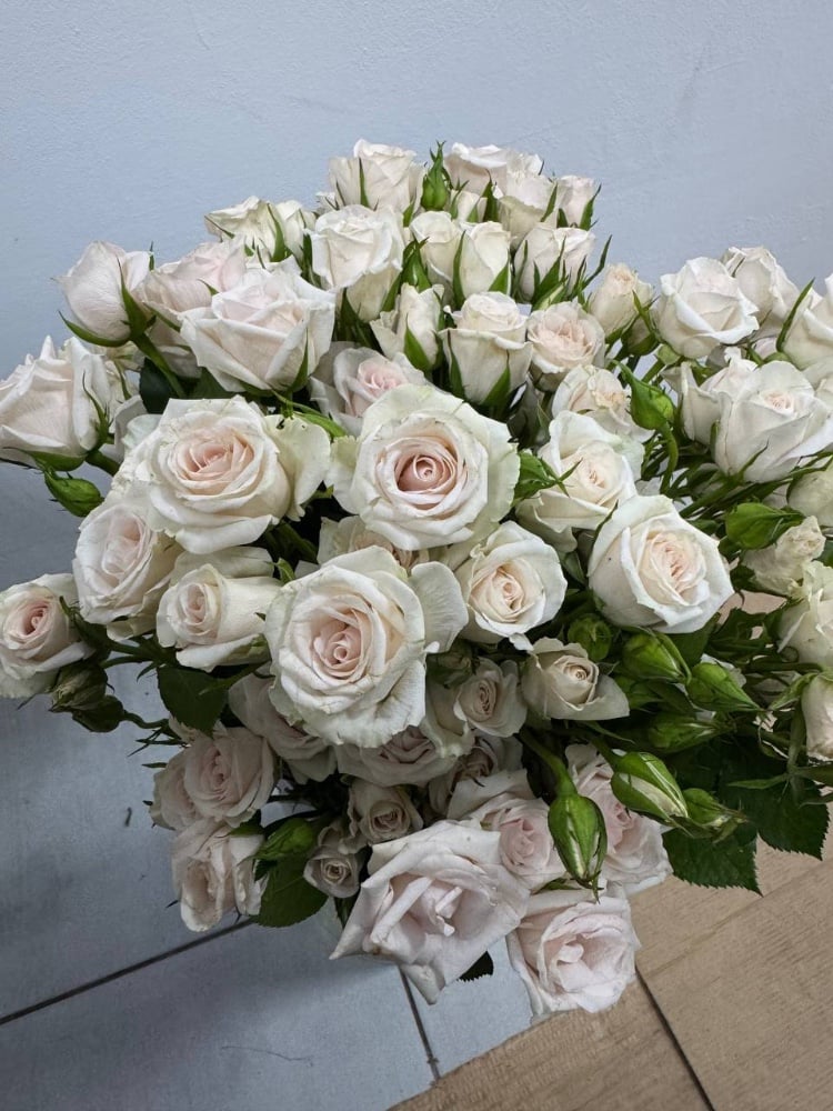 Троянда кущова Royal Porcelina (Кенія)