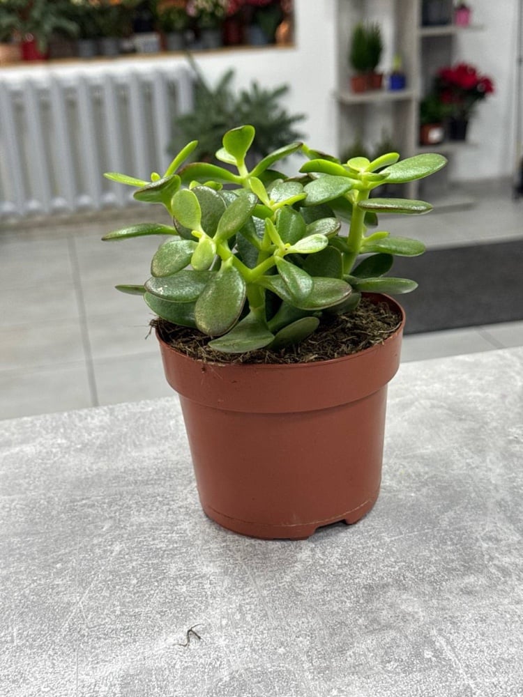 Крассула Ovata (грошове дерево) 12*15