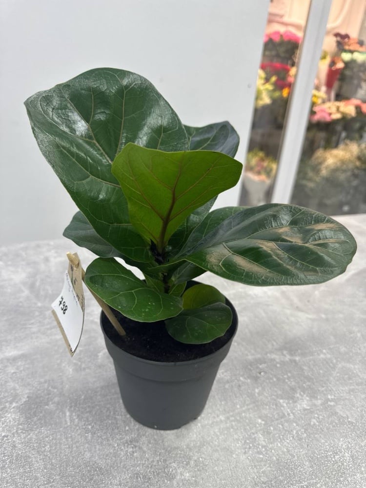 Фікус Лірата