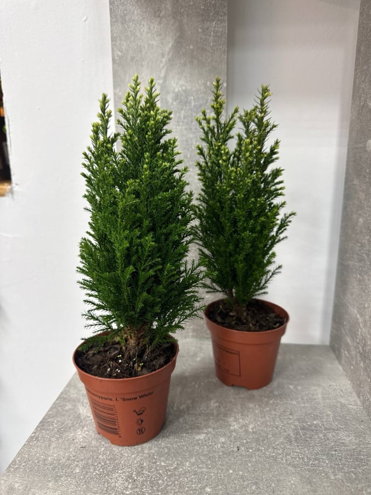 Кипарисовик Snow White 9*25