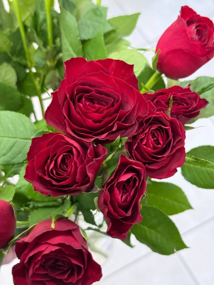 Троянда одноголовчата Мадам Ред