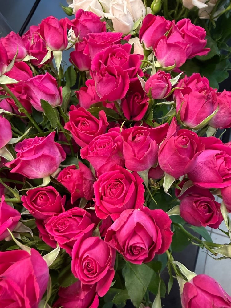 Троянда Спрей Алісія