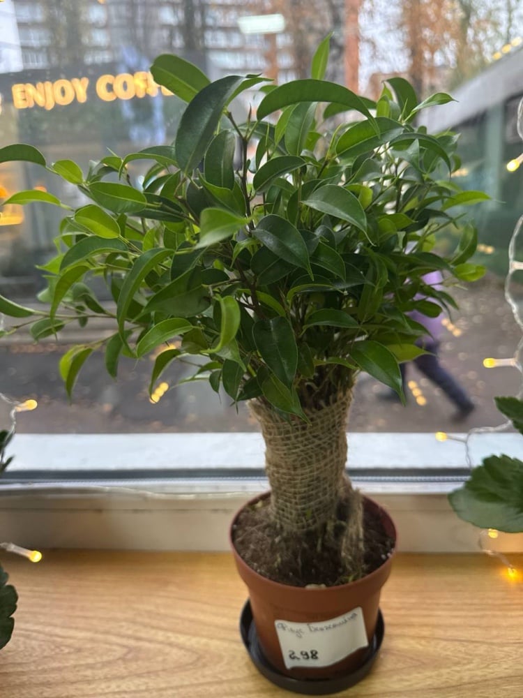 Фікус бенджаміна