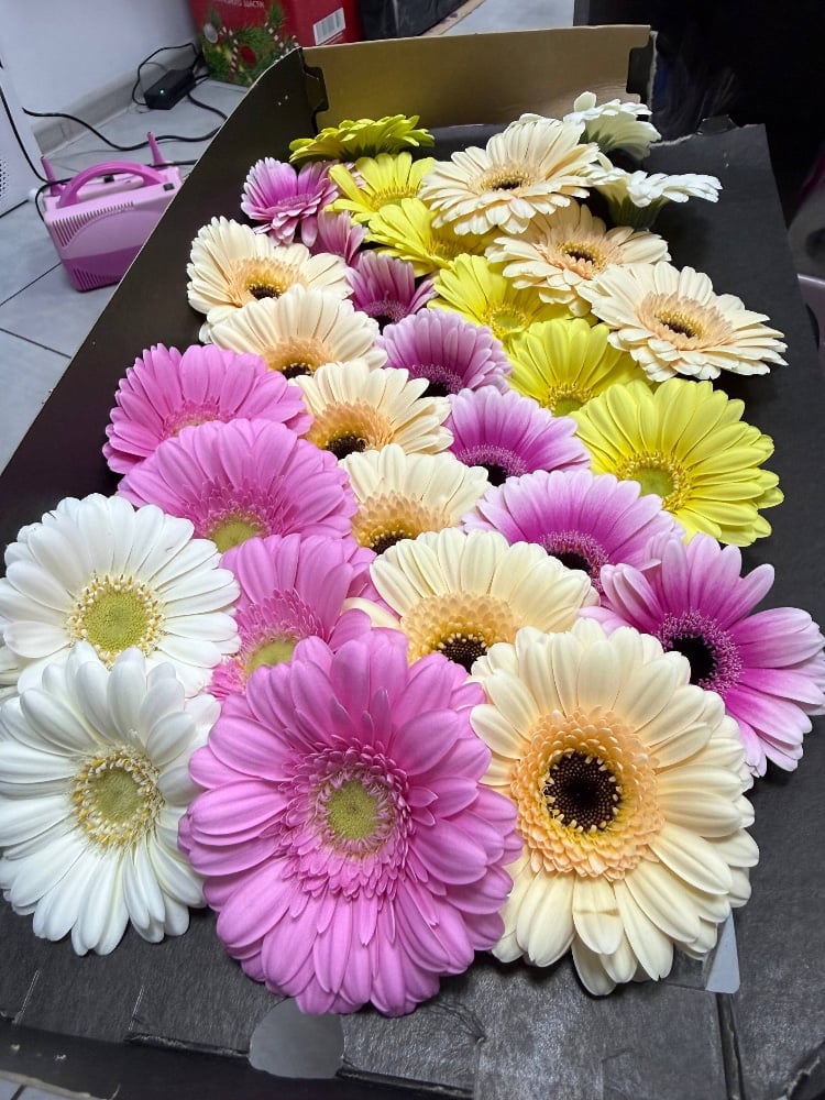 Гербера Мікс