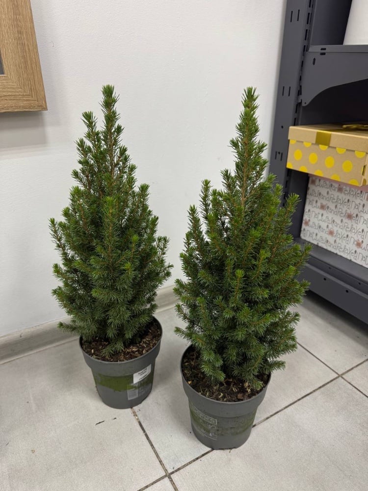 Ялинка Perfecta 15*55