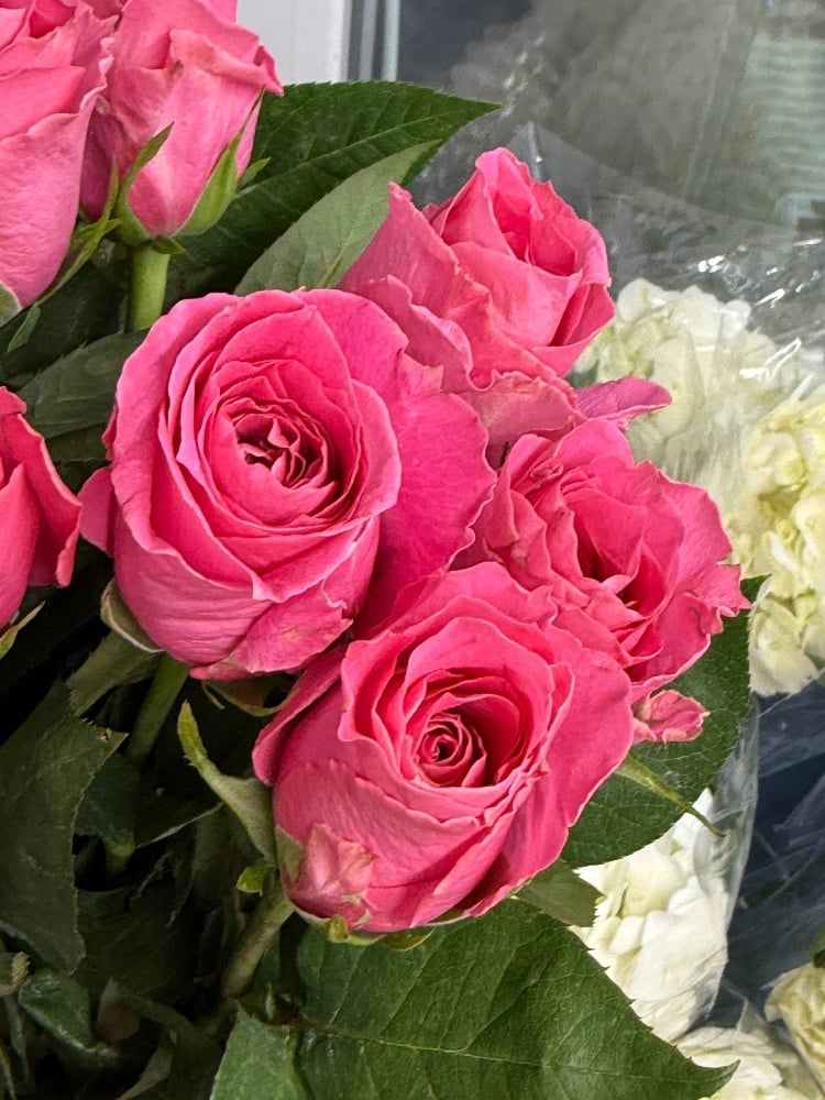 Троянда Одноголовчата Вотергейм